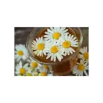 Чай ромашковий Pickwick Herbal Camomile 20пак. 30 г Нідерланди